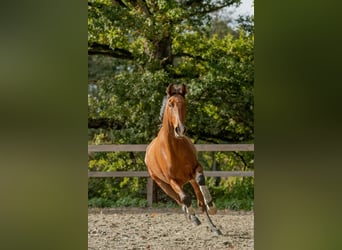Lusitanos, Caballo castrado, 6 años, 162 cm, Castaño