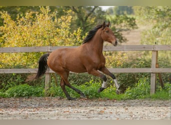 Lusitanos, Caballo castrado, 6 años, 162 cm, Castaño