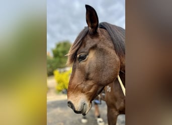 Lusitanos, Caballo castrado, 6 años, 162 cm, Castaño oscuro