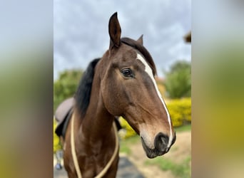 Lusitanos, Caballo castrado, 6 años, 162 cm, Castaño oscuro