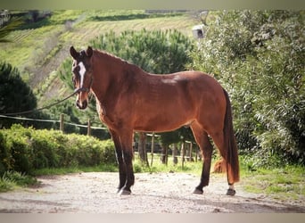 Lusitanos, Caballo castrado, 6 años, 162 cm, Castaño oscuro