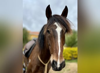 Lusitanos, Caballo castrado, 6 años, 162 cm, Castaño oscuro