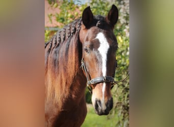 Lusitanos, Caballo castrado, 6 años, 162 cm, Castaño oscuro