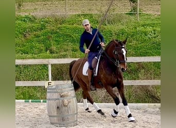 Lusitanos, Caballo castrado, 6 años, 162 cm, Castaño oscuro