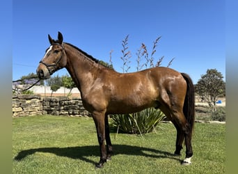 Lusitanos, Caballo castrado, 6 años, 162 cm, Castaño oscuro