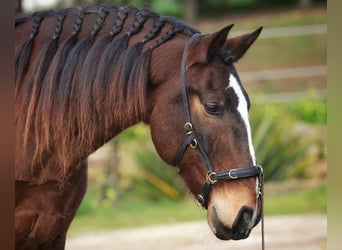 Lusitanos, Caballo castrado, 6 años, 162 cm, Castaño oscuro