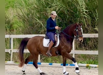 Lusitanos, Caballo castrado, 6 años, 162 cm, Castaño oscuro