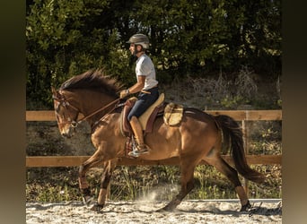 Lusitanos, Caballo castrado, 6 años, 162 cm, Castaño oscuro