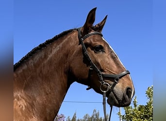 Lusitanos, Caballo castrado, 6 años, 162 cm, Castaño oscuro