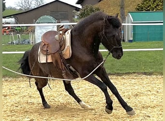 Lusitanos, Caballo castrado, 6 años, 162 cm, Morcillo