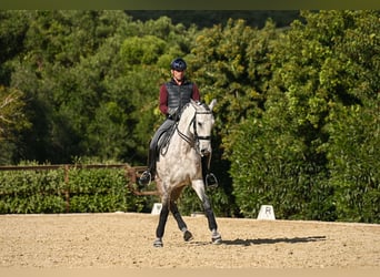 Lusitanos, Caballo castrado, 6 años, 162 cm, Tordo ruano