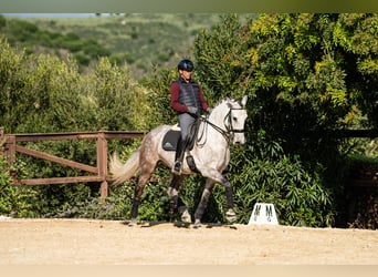 Lusitanos, Caballo castrado, 6 años, 162 cm, Tordo ruano