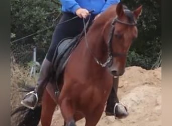 Lusitanos Mestizo, Caballo castrado, 6 años, 163 cm, Castaño rojizo