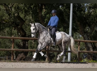Lusitanos, Caballo castrado, 6 años, 163 cm, Tordo rodado