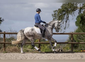 Lusitanos, Caballo castrado, 6 años, 163 cm, Tordo rodado