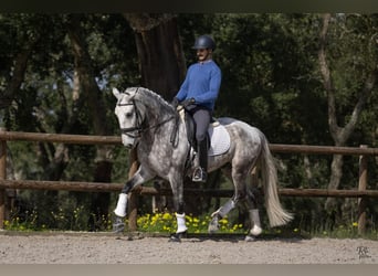 Lusitanos, Caballo castrado, 6 años, 163 cm, Tordo rodado
