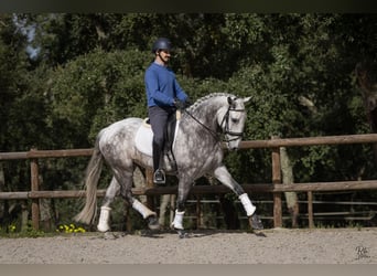 Lusitanos, Caballo castrado, 6 años, 163 cm, Tordo rodado