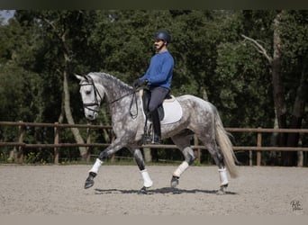 Lusitanos, Caballo castrado, 6 años, 163 cm, Tordo rodado