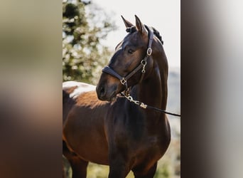 Lusitanos, Caballo castrado, 6 años, 164 cm, Castaño oscuro