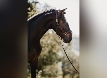 Lusitanos, Caballo castrado, 6 años, 164 cm, Castaño oscuro