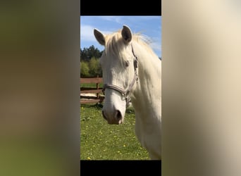 Lusitanos, Caballo castrado, 6 años, 164 cm, Cremello