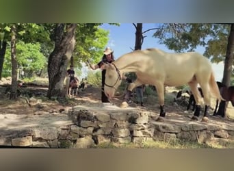 Lusitanos, Caballo castrado, 6 años, 164 cm, Cremello