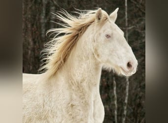 Lusitanos, Caballo castrado, 6 años, 164 cm, Cremello