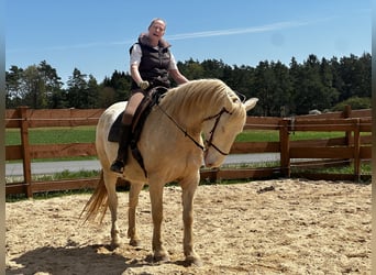 Lusitanos, Caballo castrado, 6 años, 164 cm, Cremello
