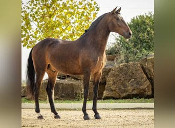 Lusitanos, Caballo castrado, 6 años, 165 cm, Castaño