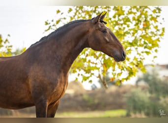 Lusitanos, Caballo castrado, 6 años, 165 cm, Castaño