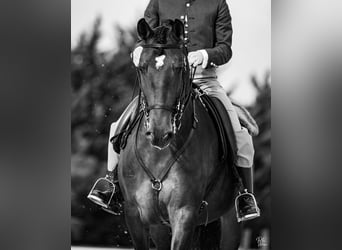 Lusitanos, Caballo castrado, 6 años, 165 cm, Castaño