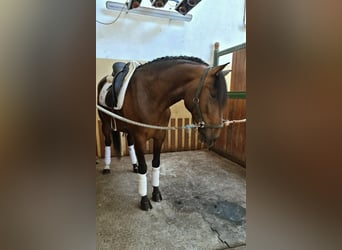 Lusitanos, Caballo castrado, 6 años, 165 cm, Castaño