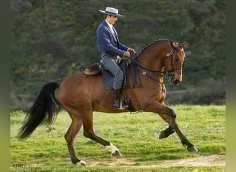 Lusitanos Mestizo, Caballo castrado, 6 años, 165 cm, Castaño