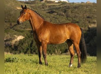 Lusitanos Mestizo, Caballo castrado, 6 años, 165 cm, Castaño