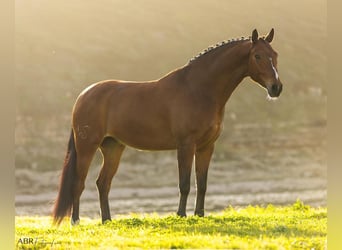 Lusitanos Mestizo, Caballo castrado, 6 años, 165 cm, Castaño