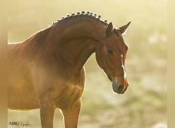 Lusitanos Mestizo, Caballo castrado, 6 años, 165 cm, Castaño