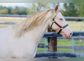 Lusitanos Mestizo, Caballo castrado, 6 años, 165 cm, Cremello