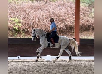 Lusitanos, Caballo castrado, 6 años, 165 cm, Tordo