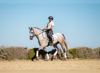 Lusitanos, Caballo castrado, 6 años, 165 cm, Tordo ruano