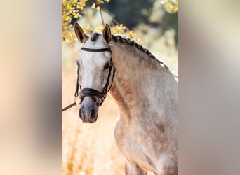 Lusitanos, Caballo castrado, 6 años, 165 cm, Tordo ruano