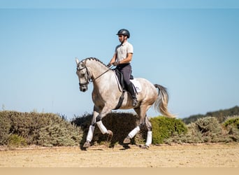 Lusitanos, Caballo castrado, 6 años, 165 cm, Tordo ruano