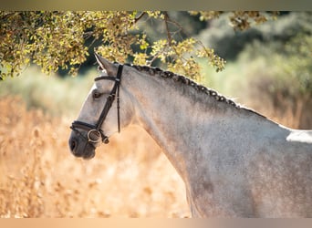 Lusitanos, Caballo castrado, 6 años, 165 cm, Tordo ruano