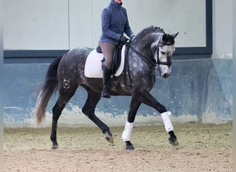 Lusitanos, Caballo castrado, 6 años, 166 cm, Tordo