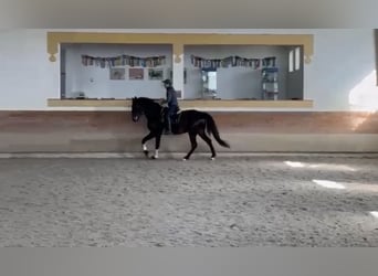 Lusitanos, Caballo castrado, 6 años, 167 cm, Negro