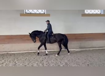 Lusitanos, Caballo castrado, 6 años, 167 cm, Negro