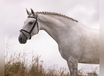 Lusitanos, Caballo castrado, 6 años, 167 cm, Tordo rodado