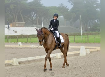 Lusitanos, Caballo castrado, 6 años, 168 cm