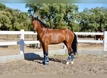 Lusitanos Mestizo, Caballo castrado, 6 años, 168 cm, Castaño