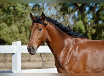 Lusitanos Mestizo, Caballo castrado, 6 años, 168 cm, Castaño