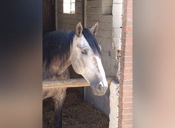 Lusitanos, Caballo castrado, 6 años, 168 cm, Musgo marrón